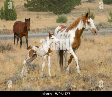 Nouveau-né avec les chevaux sauvages dans les montagnes, Steens Frenchglen, ou USA Banque D'Images