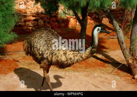 L'UEM à Coral Bay, Cape Range National Park, dans l'ouest de l'Australie, de la côte ouest, l'Australie Banque D'Images