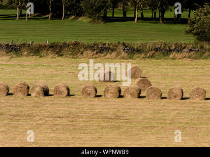 Balles de foin rondes le séchage dans le Yorkshire, en Angleterre. Banque D'Images