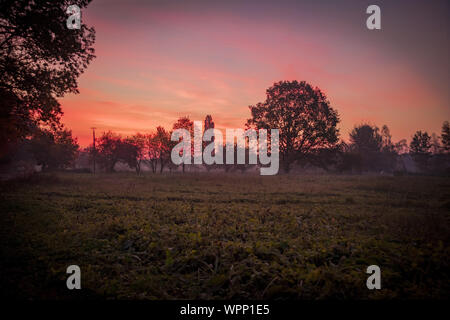 Arbres sur champ vert. En fin de soirée Coucher du soleil d'automne Banque D'Images