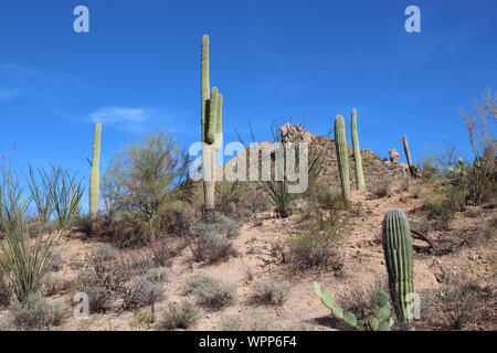 Un désert montagne paysage avec cactus Saguaro, le figuier de Barbarie, la Palo Verde, arbres et broussailles de Saguaro National Park, Tucson, Arizona Banque D'Images