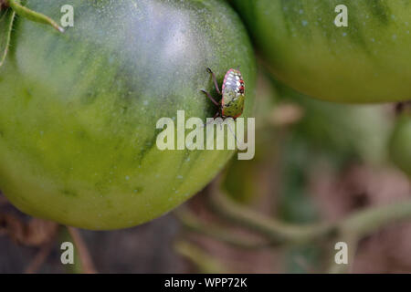 Sur l'insecte de tomate verte,Sud green stink bug, Nezara viridula- Banque D'Images