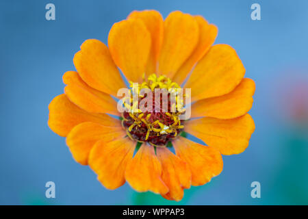 Zinnia elegans jaune orange fleur sur un fond bleu. Macro close-up view Banque D'Images