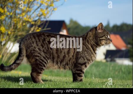 Vue De Profil Du Chat Debout Sur Paysage Herbeux Photo Stock Alamy