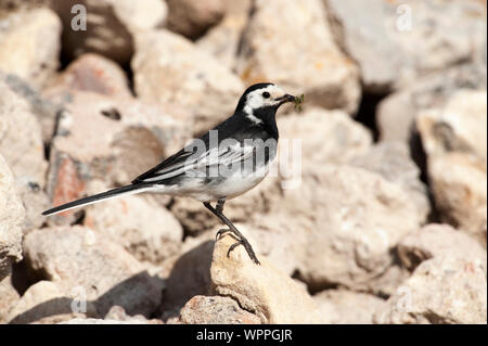 Pied Wagtail (Motacilla alba.) sur des pierres blanches transportant de la nourriture. Banque D'Images