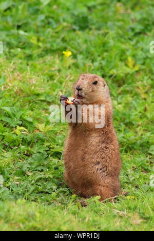 Les chiens de prairie et de standing. Arrière-plan de l'herbe. Banque D'Images