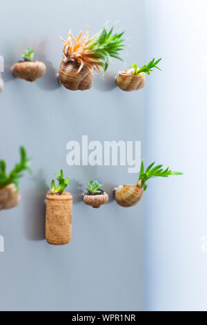 Différents aimants sur le réfrigérateur avec les plantes succulentes au acorn tasses, Liège ou coquilles d'escargots Banque D'Images
