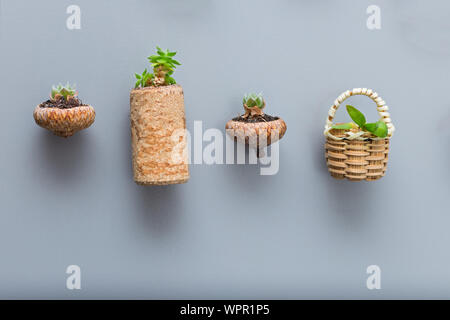 Différents aimants sur le réfrigérateur avec les plantes succulentes au acorn tasses, Liège ou panier miniature Banque D'Images
