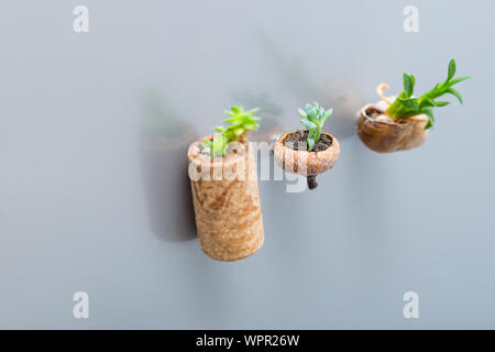 Différents aimants sur le réfrigérateur avec les plantes succulentes au acorn tasses, Liège ou coquille d'escargot Banque D'Images