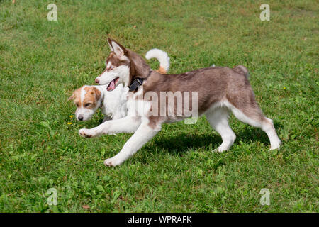 Husky de Sibérie et Jack Russell Terrier chiots jouent sur un pré vert. Animaux de compagnie. Chien de race pure. Banque D'Images