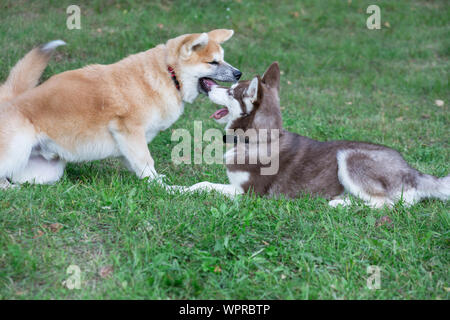 Husky de Sibérie et akita inu chiots jouent sur un pré vert. Animaux de compagnie. Chien de race pure. Banque D'Images