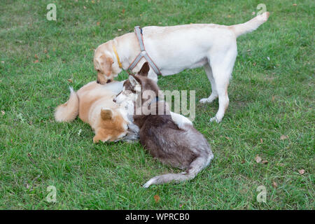 Husky de Sibérie, akita inu et-labrador retriever puppies jouent sur un pré vert. Animaux de compagnie. Chien de race pure. Banque D'Images