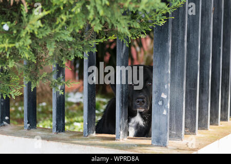 Un vieux chien bâtard noir ressemble tristement à travers la grille Banque D'Images