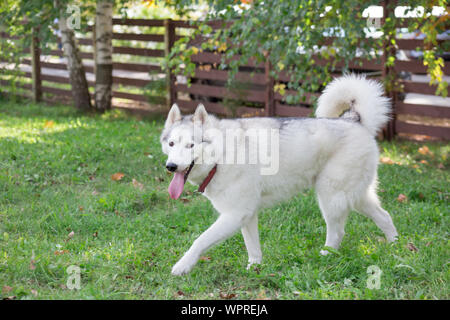 Cute husky sibérien est une promenade sur un pré vert dans le parc. Animaux de compagnie. Chien de race pure. Banque D'Images