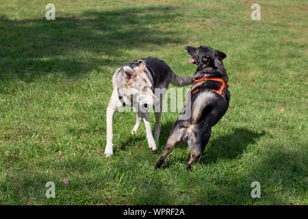 Deux bâtards de l'abri sont chien jouant sur un pré vert. Les chiens heureux et joyeux. Banque D'Images