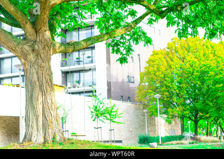 Swing suspendu à un arbre dans un parc Banque D'Images