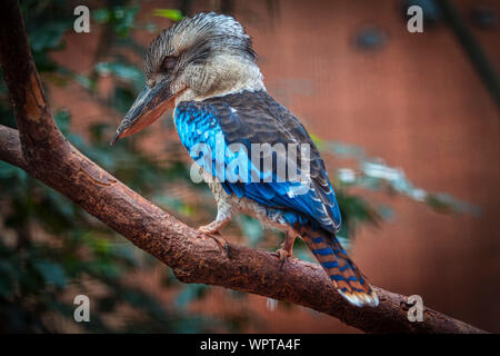 Kookaburra à ailes bleues, des oiseaux exotiques debout sur la branche Banque D'Images