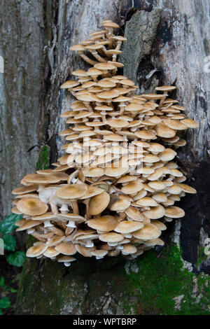 Le miel les champignons poussent sur un arbre Banque D'Images