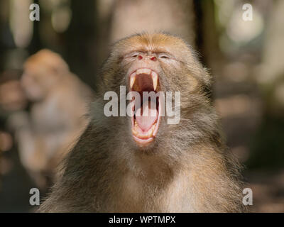 Portrait du singe berbère montrant ses dents Banque D'Images