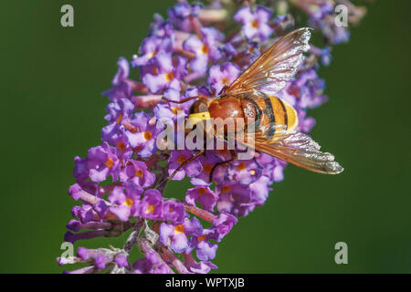 Hornet imiter hoverfly se nourrissant de fleurs de buddleia Banque D'Images