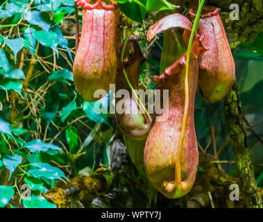 Gros plan des fleurs tropicales d'une sarracénie, nephenthes espèces, plantes carnivores, nature background Banque D'Images