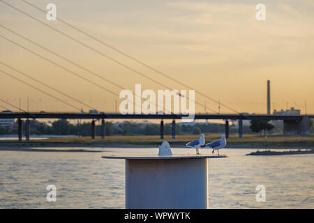 Groupe de colombes, de mouettes mouettes ou position sur bouée d'acier, pilier de l'arrière-plan flou et chaînes du pont suspendu, sur le Rhin à Düsseldorf, Allemagne. Banque D'Images