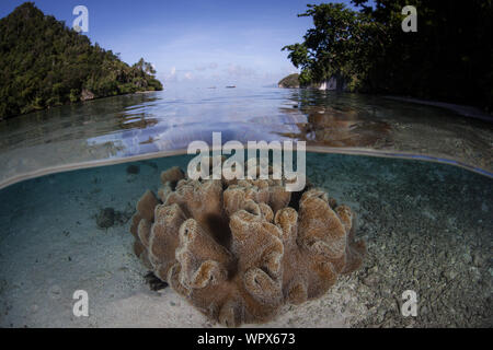 Les coraux mous sains profitent du les îles éloignées de Raja Ampat, en Indonésie. Cette région équatoriale est le coeur de la biodiversité marine. Banque D'Images