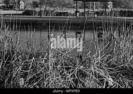 Les troupeaux d'oies sauvages du Canada, surtout l'hiver à Lindsey Park Public Fishing Lake, Canyon, Texas. Banque D'Images