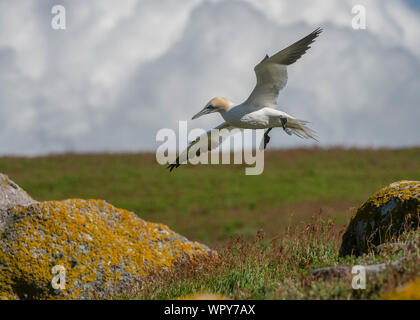 Fou de Bassan (Morus bassanus), Great Saltee, Îles Saltee, Kilmore Quay, comté de Wexford, Irlande Banque D'Images