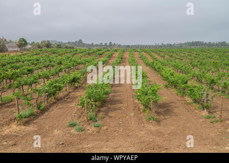 Vignobles dans la vallée de Guadalupe, sur la route de Tecate à Ensenada, Basse-Californie. MEXIQUE Banque D'Images