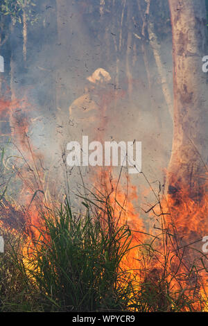 Feu de brûler la forêt Banque D'Images