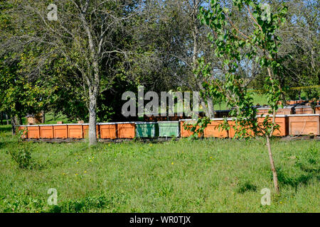 Grande collection de ruchers dans un grand jardin rural Hongrie Zala County Banque D'Images