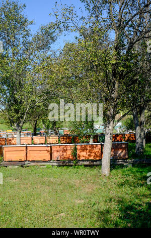 Grande collection de ruchers dans un grand jardin rural Hongrie Zala County Banque D'Images