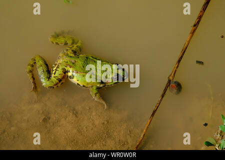 Grand Marais vert vif pelophylax ridibundus grenouille dans la boue des eaux peu profondes à profiter du soleil tôt le matin zala hongrie Banque D'Images