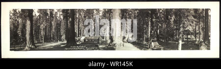 Mariposa Big Tree Grove, Californie, Wawona ; Banque D'Images