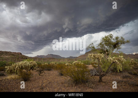 Une barrière de nuages sombres se forme à l'avant-garde d'un orage sur le tuyau d'orgue en montagnes Ajo Cactus National Monument, comté de Pima, Arizona, États-Unis Banque D'Images