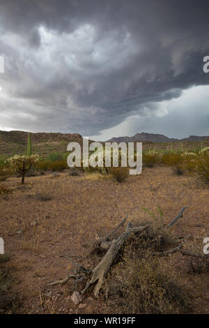 Une barrière de nuages sombres se forme à l'avant-garde d'un orage sur le tuyau d'orgue en montagnes Ajo Cactus National Monument, comté de Pima, Arizona, États-Unis Banque D'Images