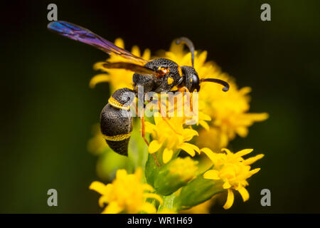 Une guêpe (Parancistrocerus Potter perennis) recherche de nectar sur la verge d'une fleur. Banque D'Images