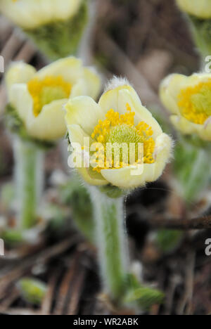 Les jeunes de l'ouest pasqueflower jaune et blanc (Anemone occidentalis) dans un pré en fleurs dans le climat alpin, en juin Banque D'Images