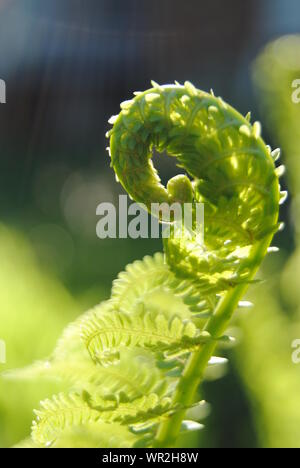 Close up of young wild fern vert qui se déroule en spirale dans le matin lumineux lumière printanière au Québec, Canada Banque D'Images