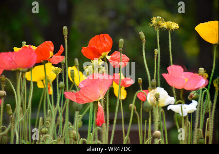 Domaine de l'été, les coquelicots sous le chaud soleil du désert du Nouveau Mexique Banque D'Images