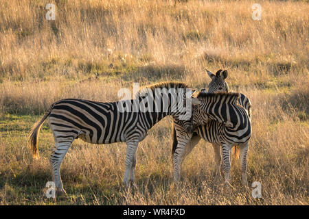 Big zebra stallion essayant de s'accoupler avec les femelles Banque D'Images