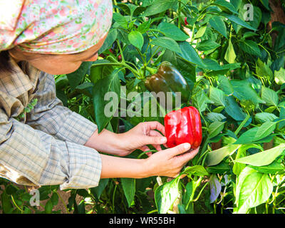 Woman picking le poivron vert dans la serre. Farm woman gathering chasse d'automne de green house plantation. Accueil mûres cultivées poivron rouge. Banque D'Images