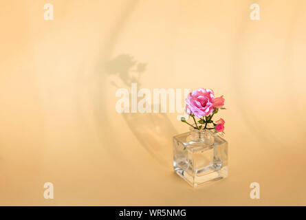 Fleur Rose dans un flacon en verre. L'ombre de la fleur. Le concept de minimalisme. Belle ombre. Banque D'Images