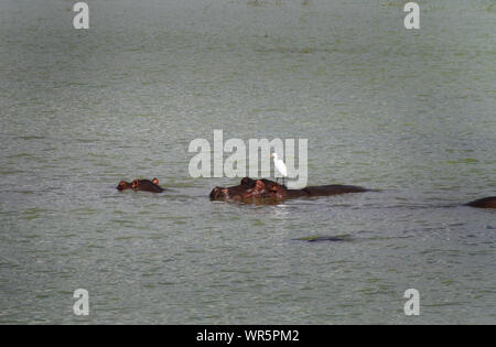 Le pod d'hippopotames se détendre dans l'eau au barrage Pongolapoort, Afrique du Sud Banque D'Images