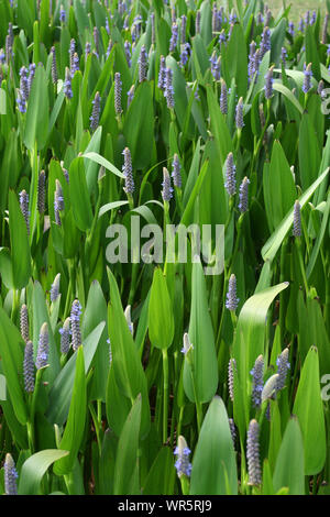 Mauvaises herbes des marais plante, Afrique du Sud Banque D'Images