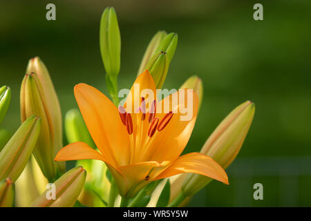 D'une grande fleur orange tiger lily dans le jardin, l'été Banque D'Images