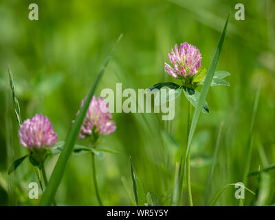 Gros plan des fleurs de trèfle rouge (Trifolium pratense) dans un pré Banque D'Images