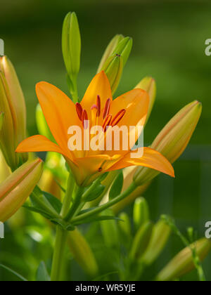 D'une grande fleur orange tiger lily dans le jardin, l'été Banque D'Images