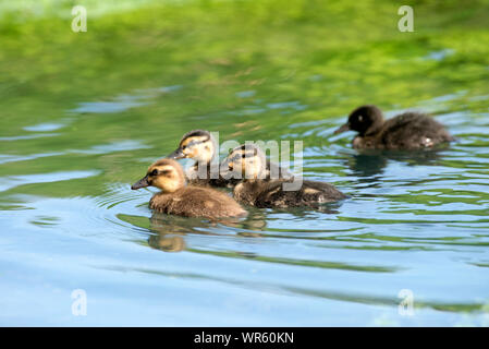 Canetons colverts (Anas plathyrhynchos,), France Banque D'Images